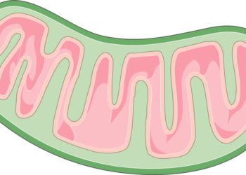 What Molecule Transports Fatty Acids Into Mitochondria For Energy?