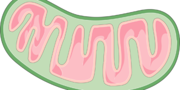 What Molecule Transports Fatty Acids Into Mitochondria For Energy?