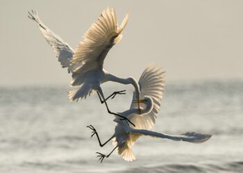 Which Neurotransmitter Triggers The Fight-Or-Flight Response?