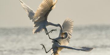 Which Neurotransmitter Triggers The Fight-Or-Flight Response?