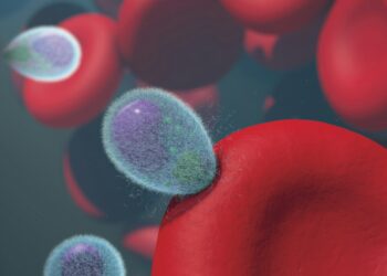 Which Hormone Increases Red Blood Cell Production?
