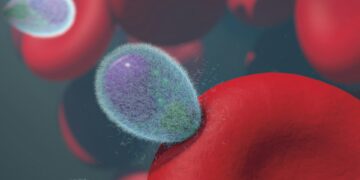 Which Hormone Increases Red Blood Cell Production?