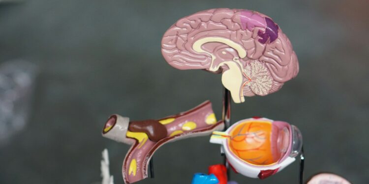 Which Brain Structure Is Involved In Forming And Storing Long-Term Memories?