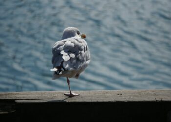 Simple Leg Test Could Predict Health Risks