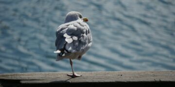 Simple Leg Test Could Predict Health Risks