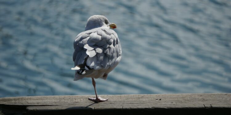 Simple Leg Test Could Predict Health Risks