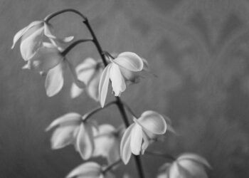 Scientists Pinpoint Potential Miscarriage Culprit