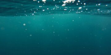 Which Part Of The Digestive System Absorbs The Most Water?