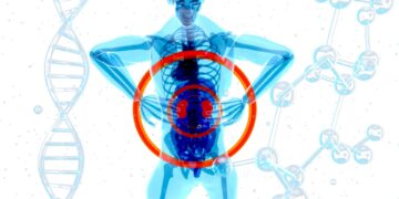 What Is The Primary Function Of The Kidneys In Acid-Base Balance?