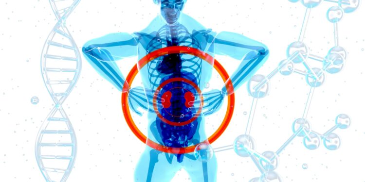 What Is The Primary Function Of The Kidneys In Acid-Base Balance?