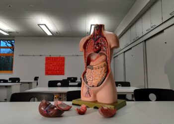 What Fat Protects Organs And Provides Insulation?