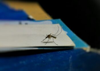 Life-Saving Drug Losing Power To Protect Children