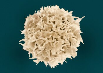 Which White Blood Cell Engulfs And Digests Pathogens And Dead Cells?