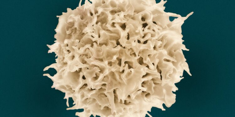 Which White Blood Cell Engulfs And Digests Pathogens And Dead Cells?