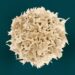 Which White Blood Cell Engulfs And Digests Pathogens And Dead Cells?