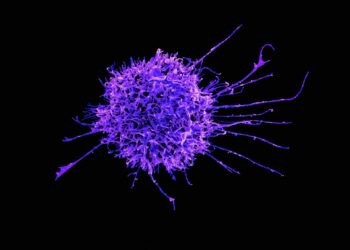 Which Immune Cell Kills Virus-Infected Cells?