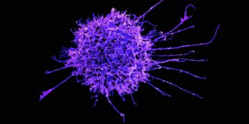 Which Immune Cell Kills Virus-Infected Cells?