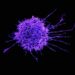 Which Immune Cell Kills Virus-Infected Cells?