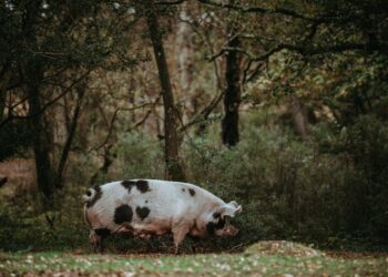 U.S. Woman Thrives With Pig Kidney Transplant