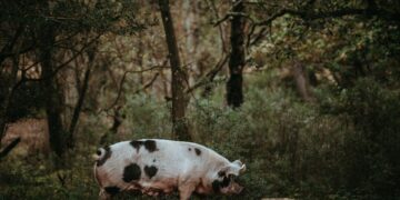 U.S. Woman Thrives With Pig Kidney Transplant