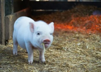 Gene Therapy Success In Pigs Sparks Hope
