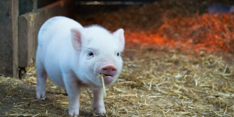 Gene Therapy Success In Pigs Sparks Hope