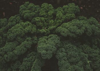 Which Compound In Broccoli Boosts Anti-Aging Defenses?