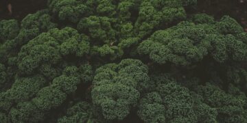 Which Compound In Broccoli Boosts Anti-Aging Defenses?