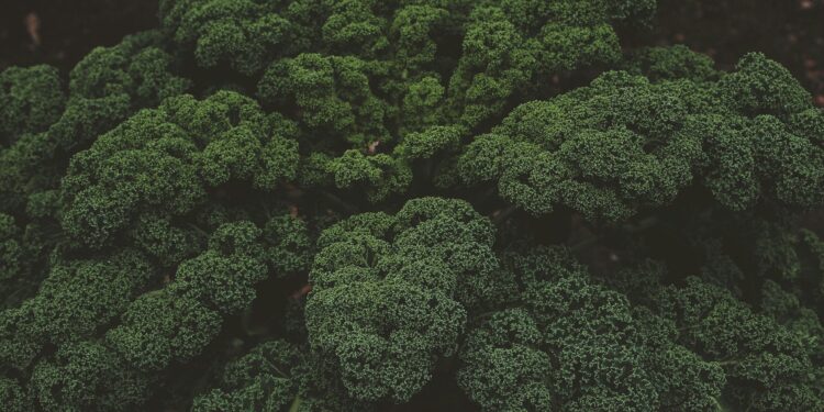 Which Compound In Broccoli Boosts Anti-Aging Defenses?