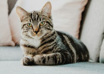 Researchers Link Felines To Bird Flu Risk