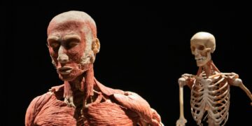 Which Involuntary Muscle Is In Internal Organ Walls?