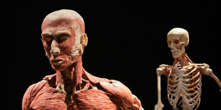 Which Involuntary Muscle Is In Internal Organ Walls?