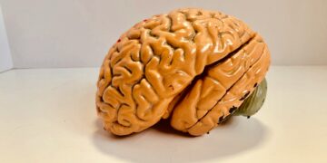 What Is The Primary Role Of The Cerebrum In The Brain?