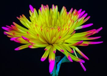 What Is Hormesis In Longevity?