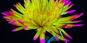 What Is Hormesis In Longevity?