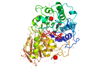 What Does Amylase Do?