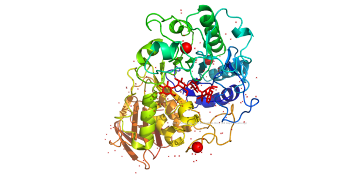 What Does Amylase Do?