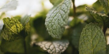 Loophole Challenges Tobacco Ban Efforts