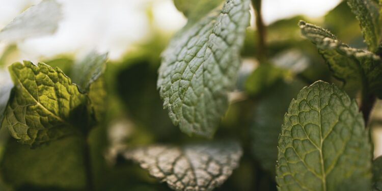 Loophole Challenges Tobacco Ban Efforts