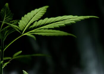 Addiction Warnings For Medical Cannabis Users