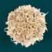 Surprising Link Between White Blood Cells And COVID Severity