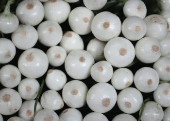 Supplier Caught With Multiple Violations After E. Coli Tragedy