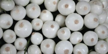 Supplier Caught With Multiple Violations After E. Coli Tragedy