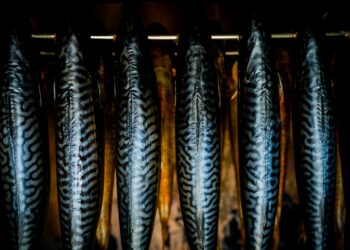 Why Are Omega-3s Essential For Brain Health?