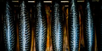 Why Are Omega-3s Essential For Brain Health?