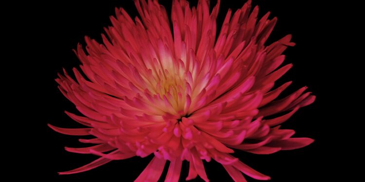 Longevity Hacks To Extend Lifespan