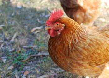 First-Ever Outbreak In Commercial Poultry