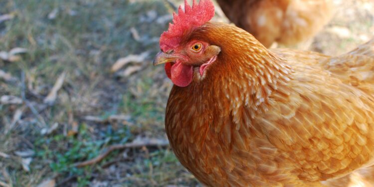 First-Ever Outbreak In Commercial Poultry