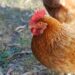 First-Ever Outbreak In Commercial Poultry