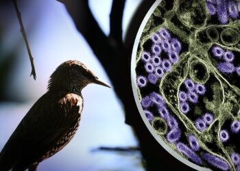 Trump Administration Introduces New Bird Flu Strategy